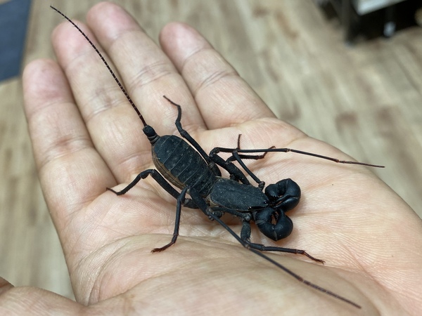 動物一覧｜【フィールドガーデン】小動物・昆虫を飼うなら東京町田のペットショップへ