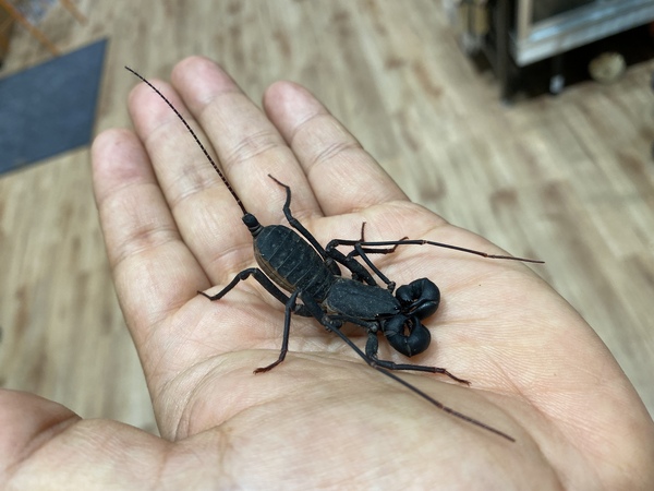 動物一覧｜【フィールドガーデン】小動物・昆虫を飼うなら東京町田のペットショップへ