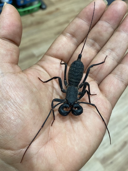 動物一覧｜【フィールドガーデン】小動物・昆虫を飼うなら東京町田のペットショップへ